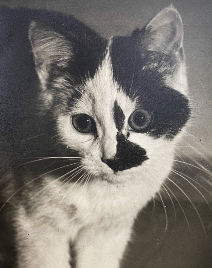 50 Vintage Cats For Your Viewing Pleasure, In Case You Thought They Were Less Cute In Centuries Past