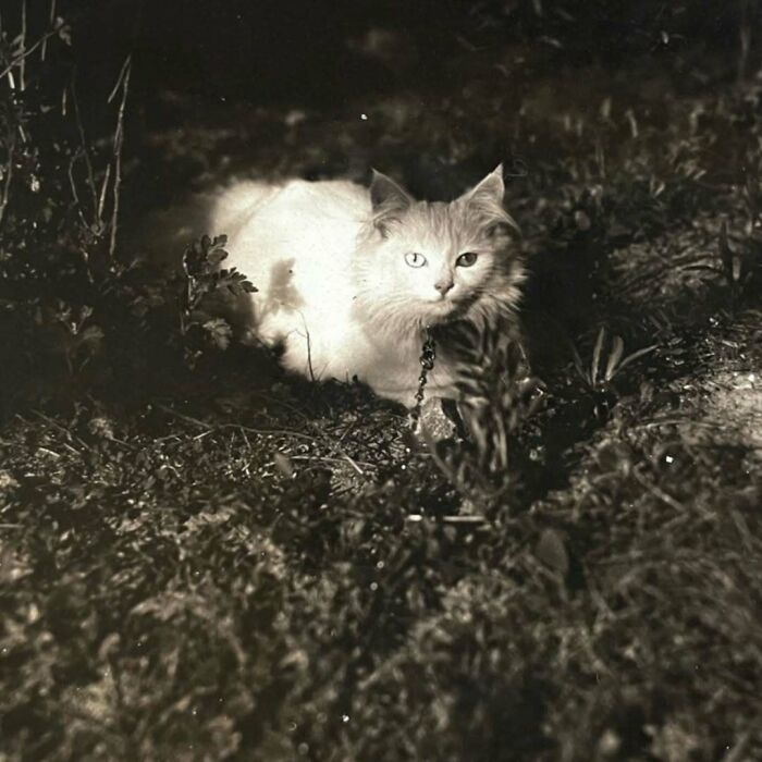 50 Vintage Cats For Your Viewing Pleasure, In Case You Thought They Were Less Cute In Centuries Past