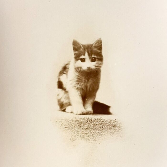 50 Vintage Cats For Your Viewing Pleasure, In Case You Thought They Were Less Cute In Centuries Past