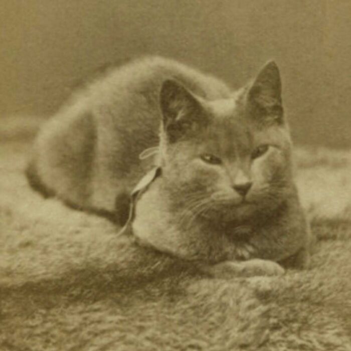 50 Vintage Cats For Your Viewing Pleasure, In Case You Thought They Were Less Cute In Centuries Past