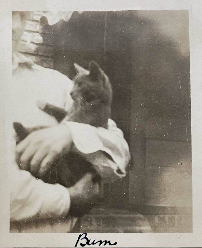 50 Vintage Cats For Your Viewing Pleasure, In Case You Thought They Were Less Cute In Centuries Past