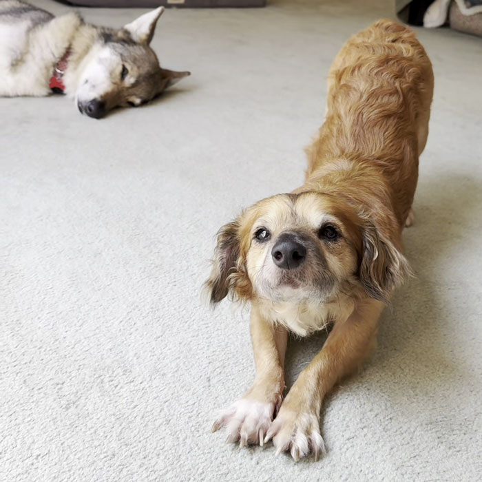 Netizens’ Hearts Melt As Small Scared Pup Gets A Loving Dire Wolf As Protector