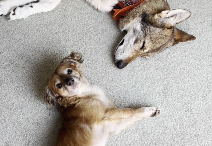Netizens’ Hearts Melt As Small Scared Pup Gets A Loving Dire Wolf As Protector