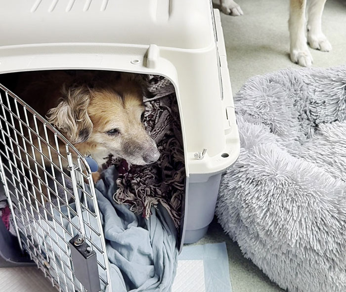 Netizens’ Hearts Melt As Small Scared Pup Gets A Loving Dire Wolf As Protector