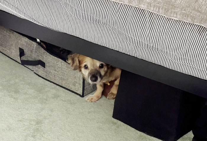 Netizens’ Hearts Melt As Small Scared Pup Gets A Loving Dire Wolf As Protector