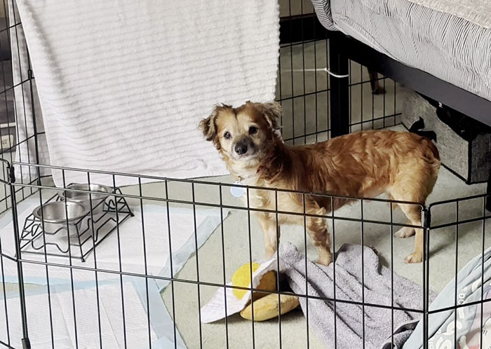 Netizens’ Hearts Melt As Small Scared Pup Gets A Loving Dire Wolf As Protector