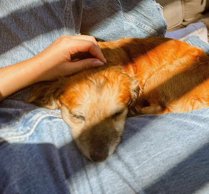 Netizens’ Hearts Melt As Small Scared Pup Gets A Loving Dire Wolf As Protector