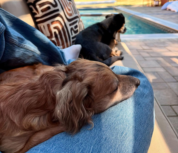 Netizens’ Hearts Melt As Small Scared Pup Gets A Loving Dire Wolf As Protector