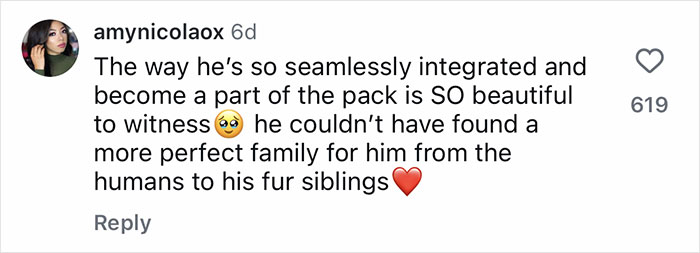 Netizens’ Hearts Melt As Small Scared Pup Gets A Loving Dire Wolf As Protector