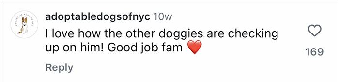 Netizens’ Hearts Melt As Small Scared Pup Gets A Loving Dire Wolf As Protector