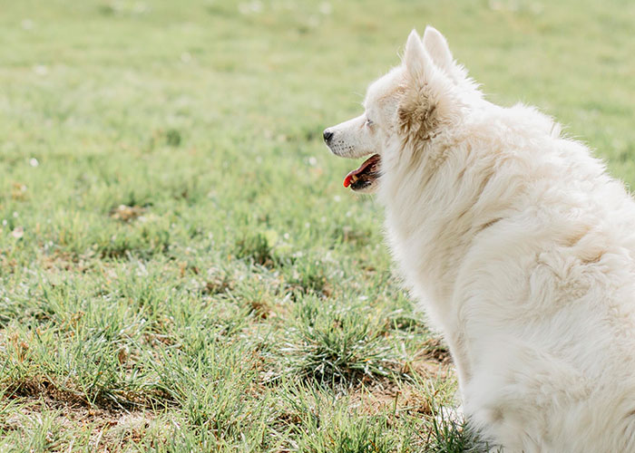 “I Hit The Button”: Man’s Petty Revenge On Entitled Dog Owner Works Like A Charm