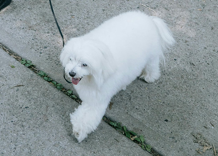 “I Hit The Button”: Man’s Petty Revenge On Entitled Dog Owner Works Like A Charm