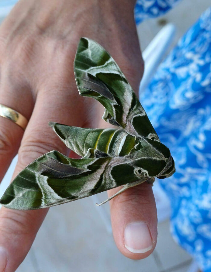 59 Fascinating Insects That Deserve More Appreciation And Less Fear
