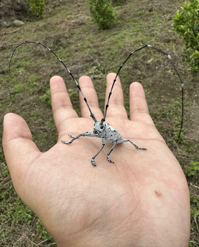 59 Fascinating Insects That Deserve More Appreciation And Less Fear