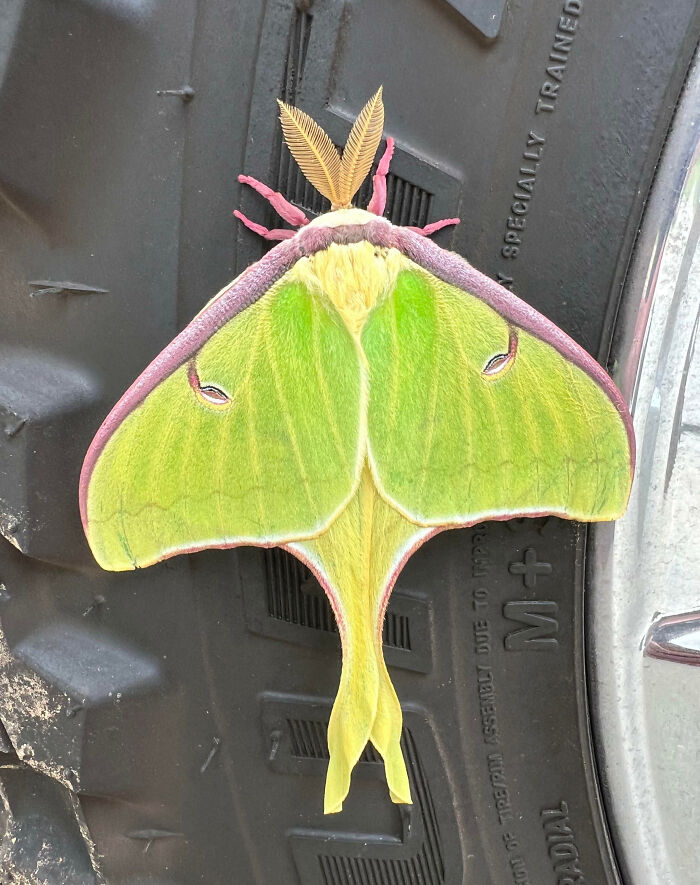 59 Fascinating Insects That Deserve More Appreciation And Less Fear