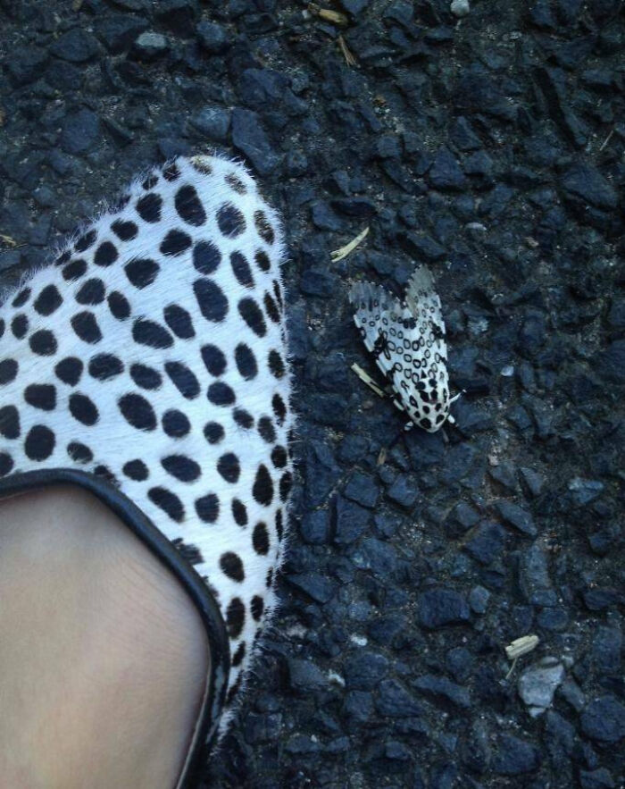 59 Fascinating Insects That Deserve More Appreciation And Less Fear