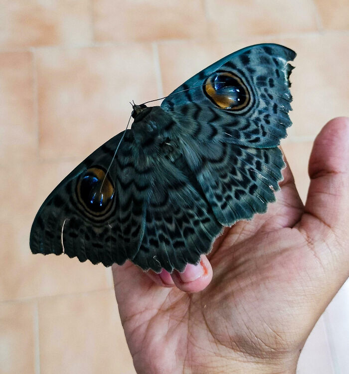 59 Fascinating Insects That Deserve More Appreciation And Less Fear