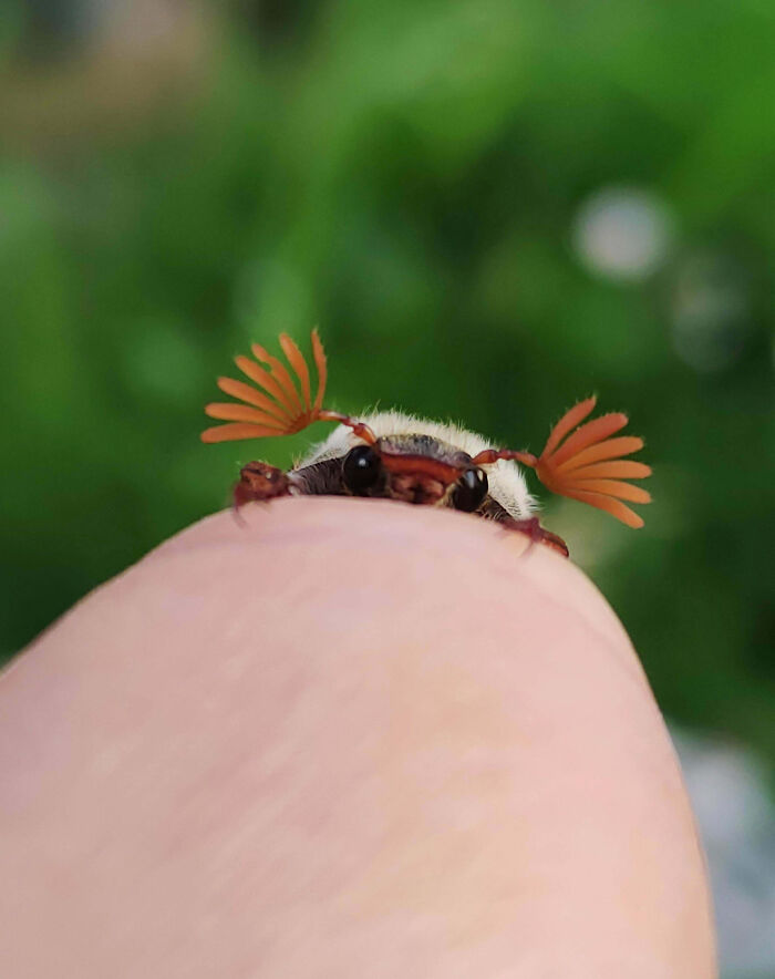 59 Fascinating Insects That Deserve More Appreciation And Less Fear