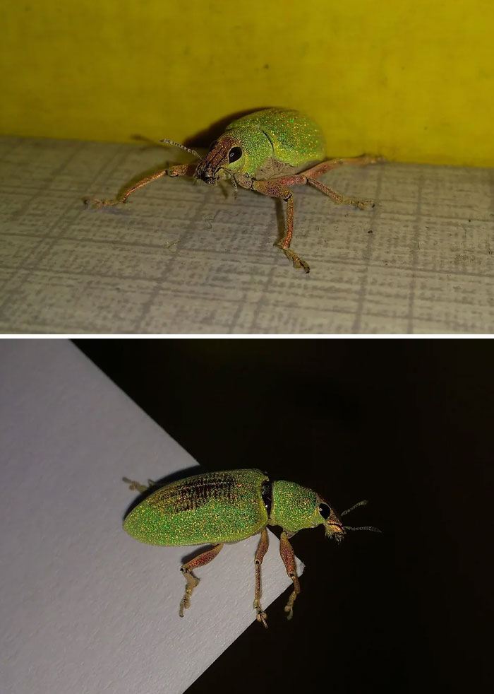 59 Fascinating Insects That Deserve More Appreciation And Less Fear