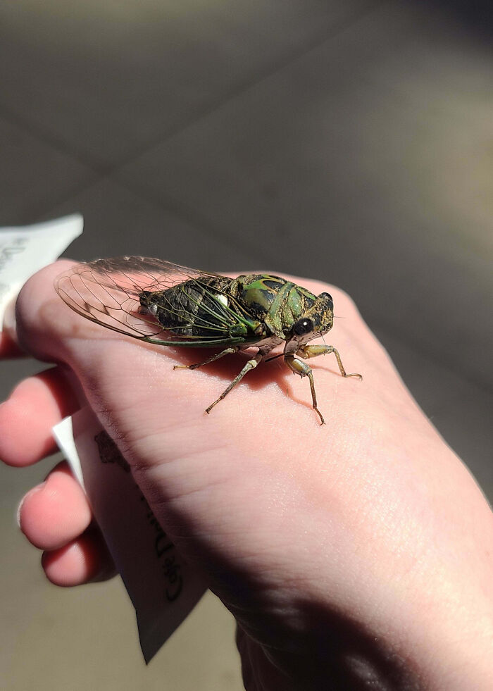 59 Fascinating Insects That Deserve More Appreciation And Less Fear