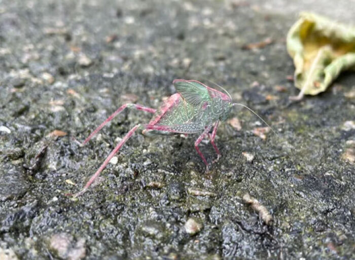 59 Fascinating Insects That Deserve More Appreciation And Less Fear