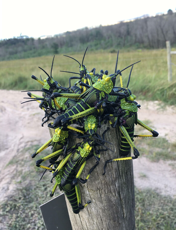 59 Fascinating Insects That Deserve More Appreciation And Less Fear