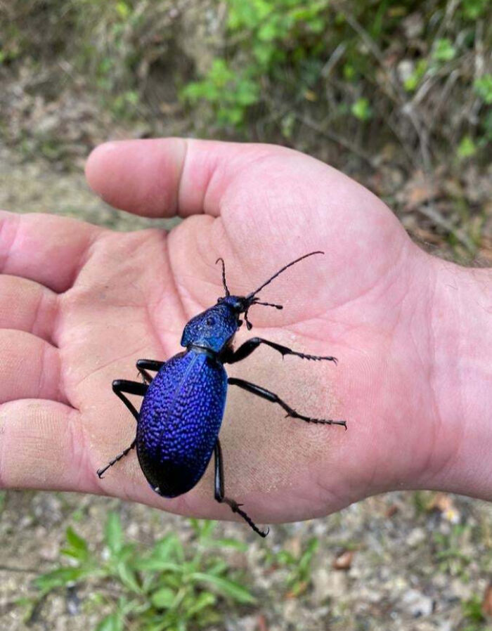 59 Fascinating Insects That Deserve More Appreciation And Less Fear