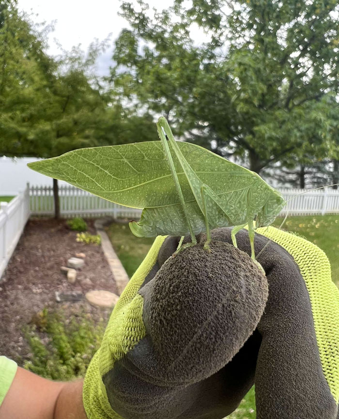 59 Fascinating Insects That Deserve More Appreciation And Less Fear