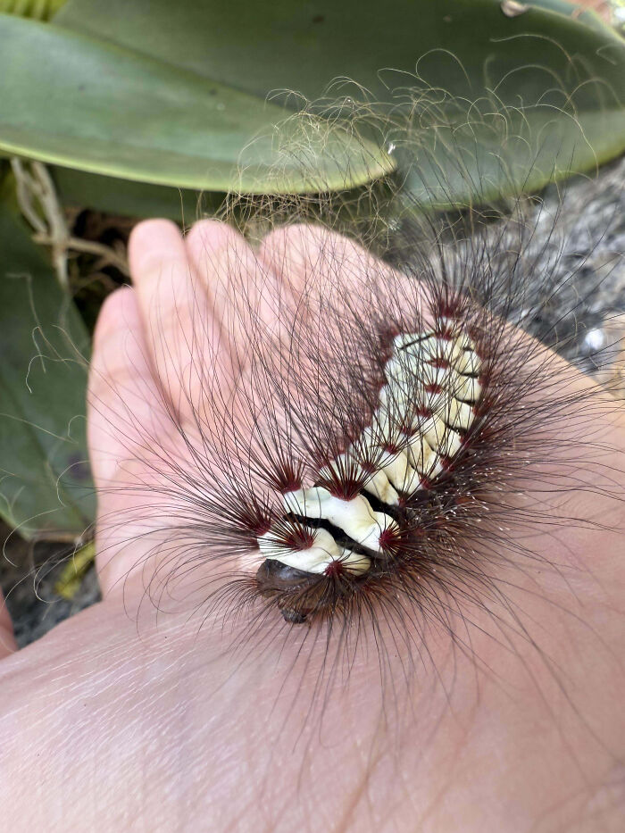 59 Fascinating Insects That Deserve More Appreciation And Less Fear