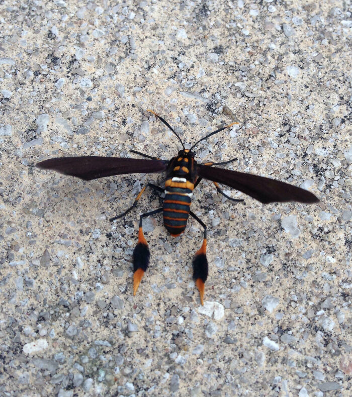 59 Fascinating Insects That Deserve More Appreciation And Less Fear