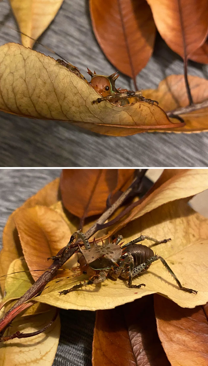 59 Fascinating Insects That Deserve More Appreciation And Less Fear