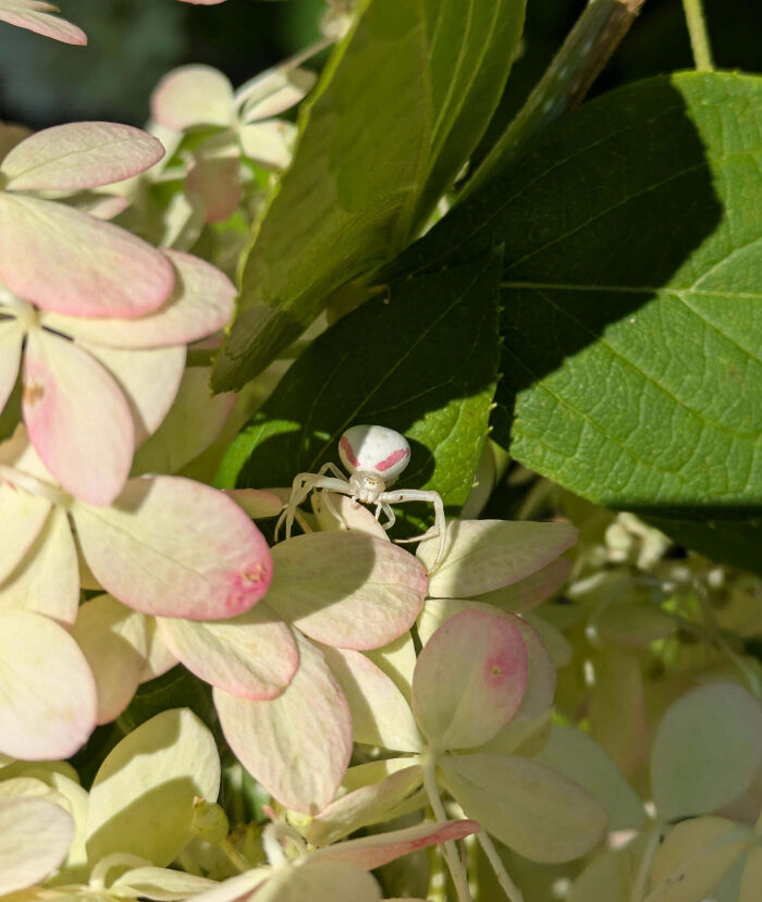 59 Fascinating Insects That Deserve More Appreciation And Less Fear