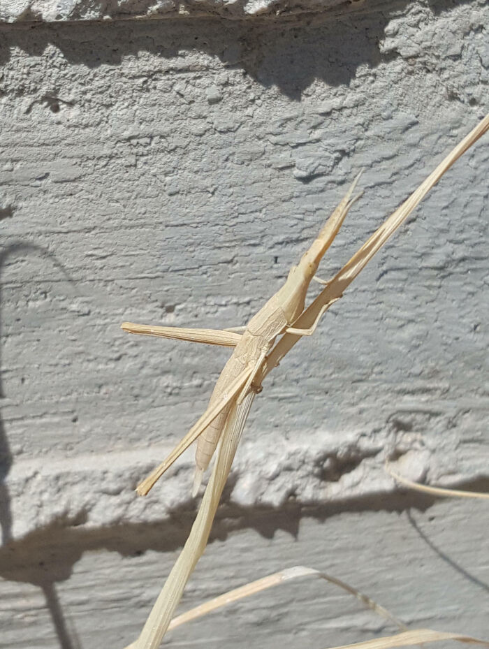 59 Fascinating Insects That Deserve More Appreciation And Less Fear