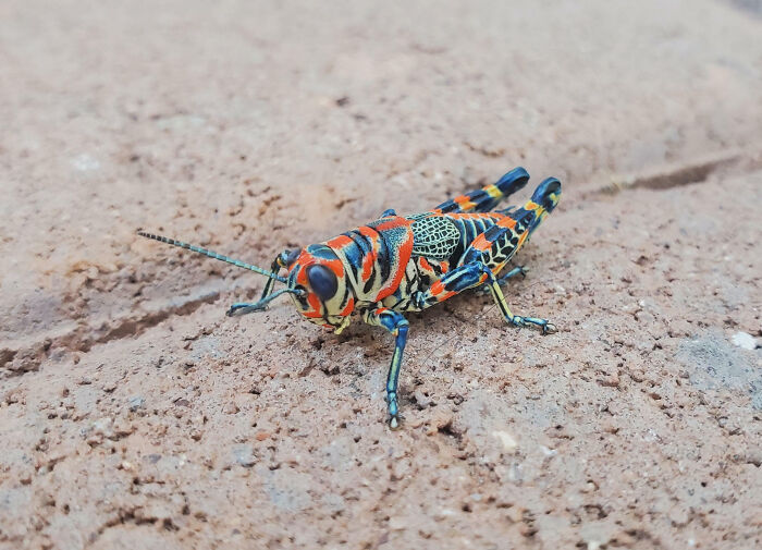 59 Fascinating Insects That Deserve More Appreciation And Less Fear