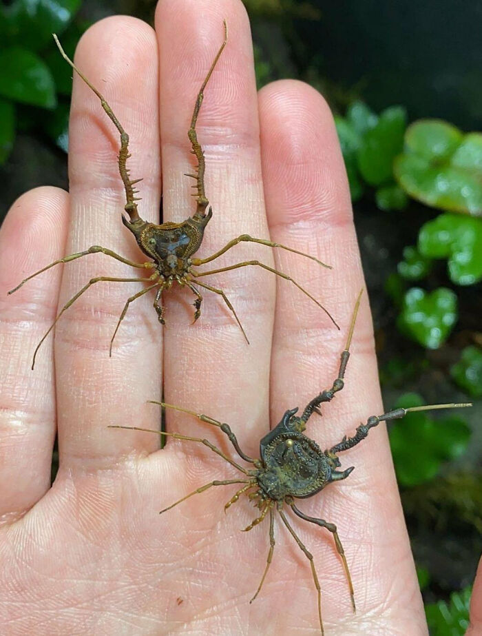 59 Fascinating Insects That Deserve More Appreciation And Less Fear