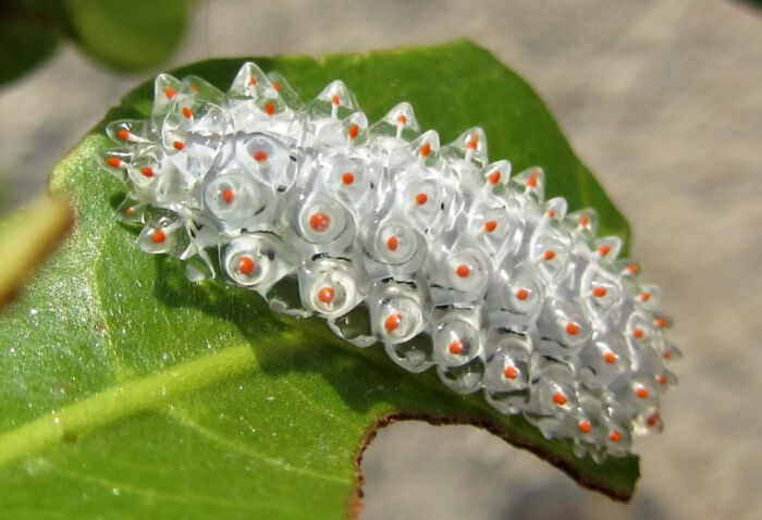 59 Fascinating Insects That Deserve More Appreciation And Less Fear