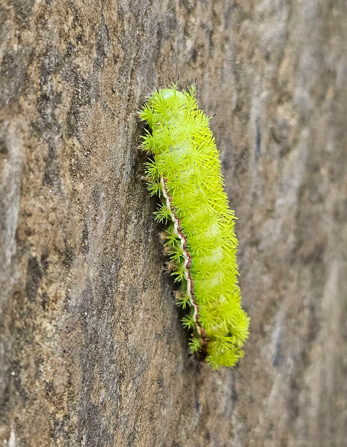 59 Fascinating Insects That Deserve More Appreciation And Less Fear