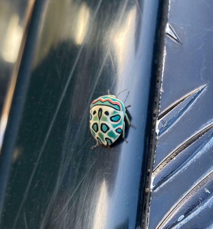 59 Fascinating Insects That Deserve More Appreciation And Less Fear