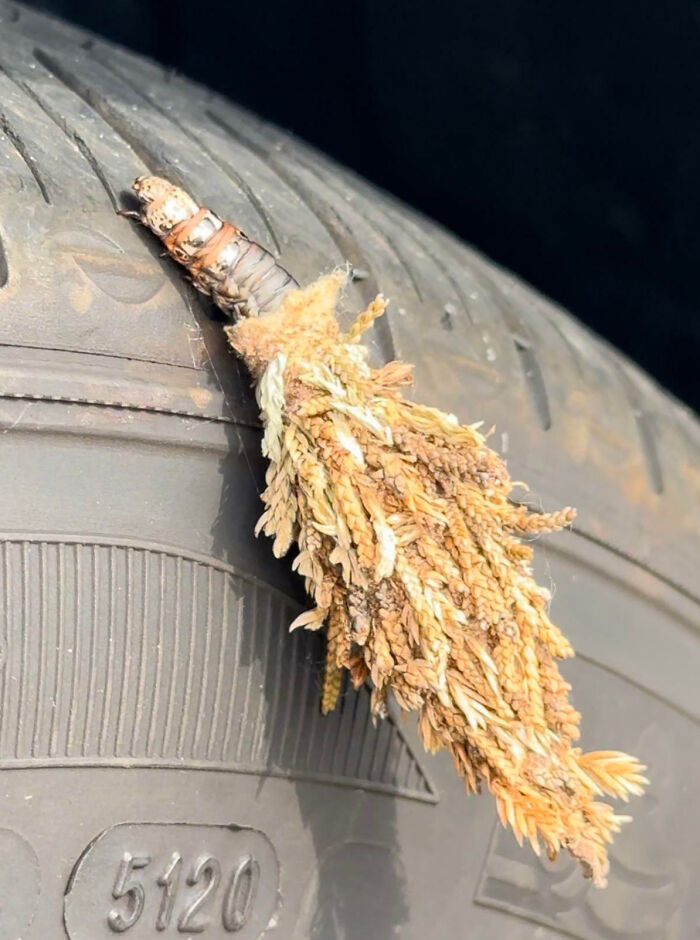 59 Fascinating Insects That Deserve More Appreciation And Less Fear