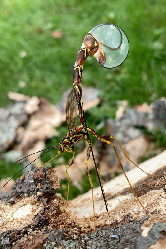 59 Fascinating Insects That Deserve More Appreciation And Less Fear
