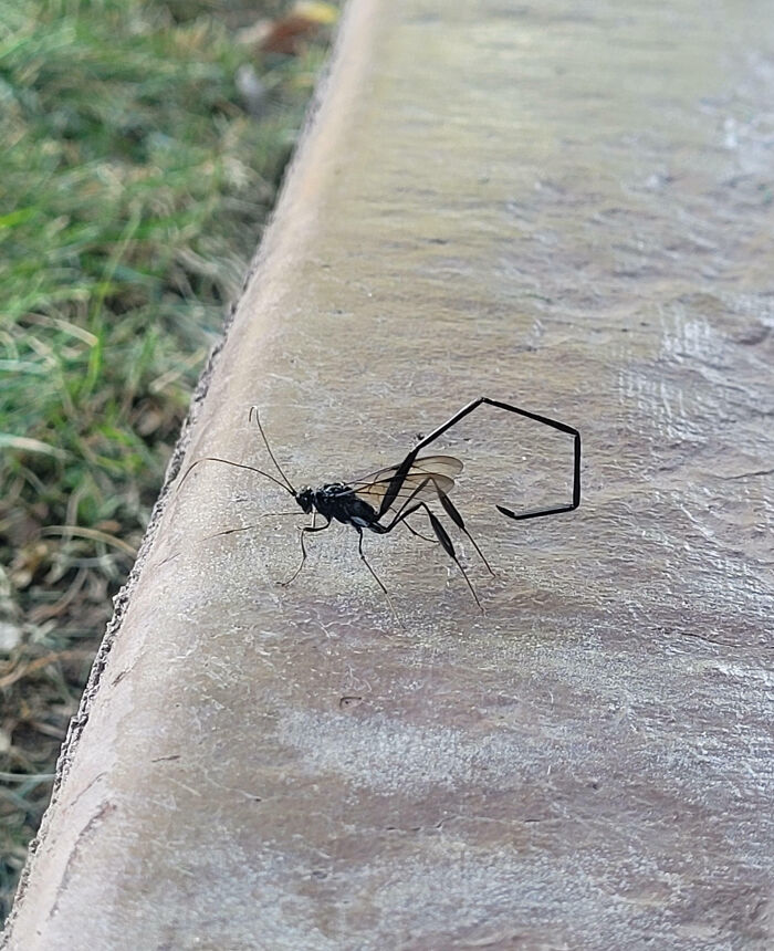 59 Fascinating Insects That Deserve More Appreciation And Less Fear