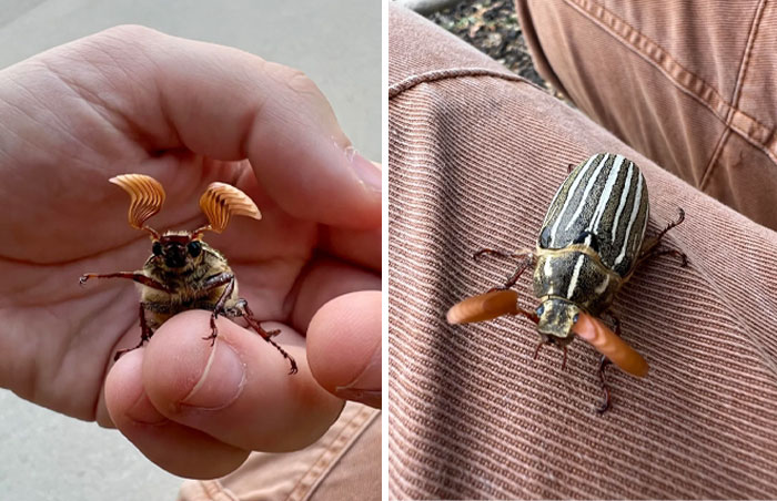 59 Fascinating Insects That Deserve More Appreciation And Less Fear