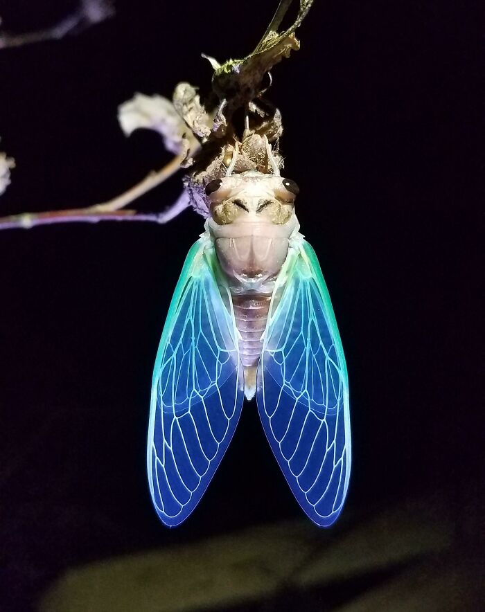 59 Fascinating Insects That Deserve More Appreciation And Less Fear