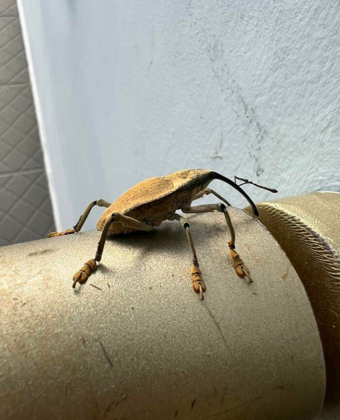 59 Fascinating Insects That Deserve More Appreciation And Less Fear
