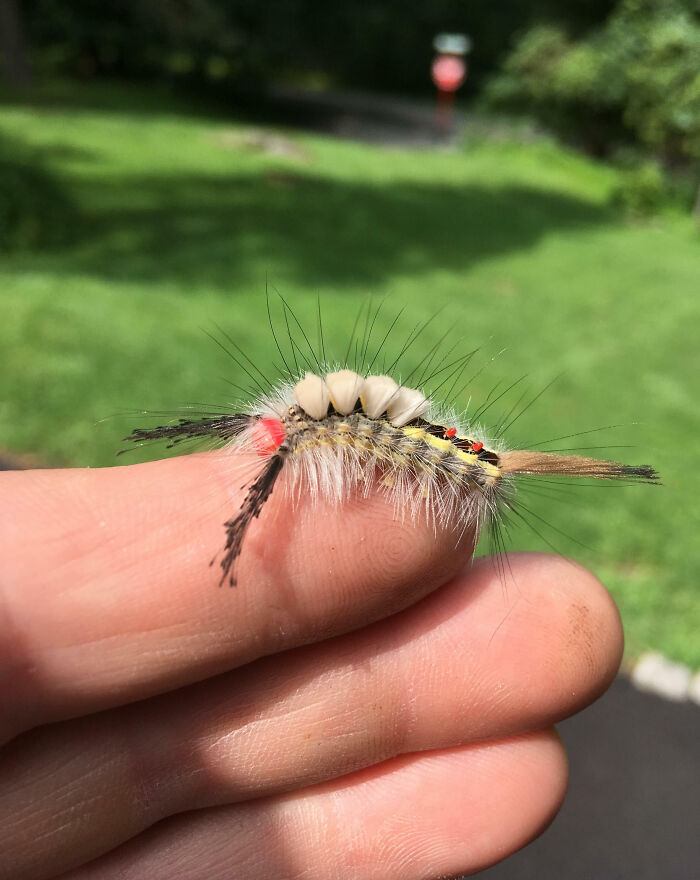 59 Fascinating Insects That Deserve More Appreciation And Less Fear
