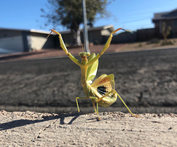 59 Fascinating Insects That Deserve More Appreciation And Less Fear