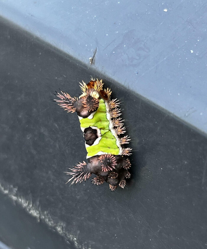 59 Fascinating Insects That Deserve More Appreciation And Less Fear
