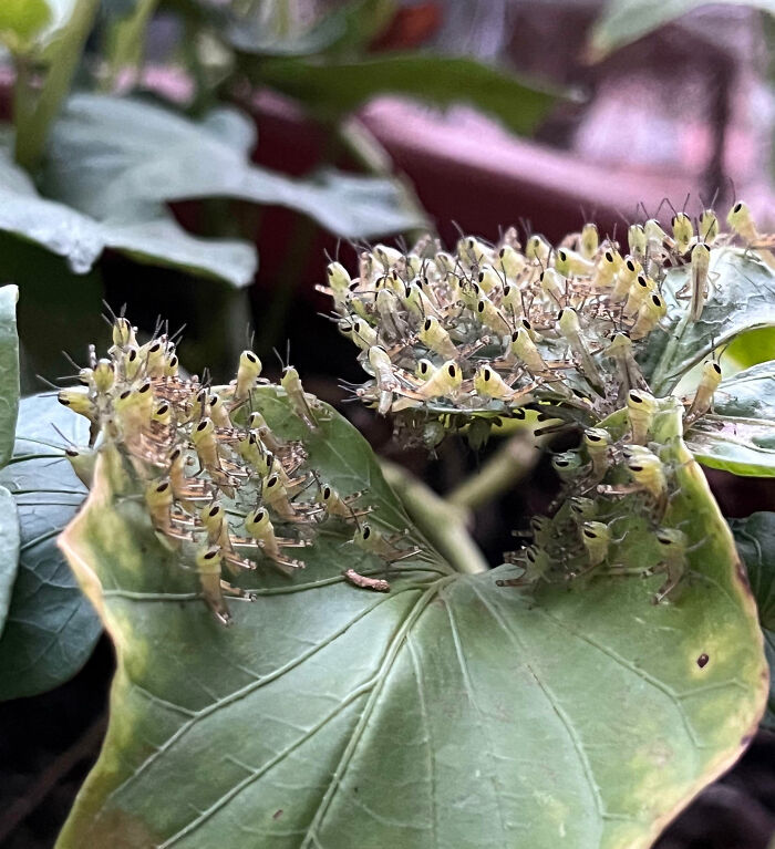 59 Fascinating Insects That Deserve More Appreciation And Less Fear