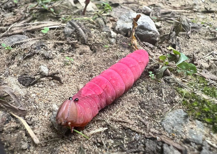 59 Fascinating Insects That Deserve More Appreciation And Less Fear