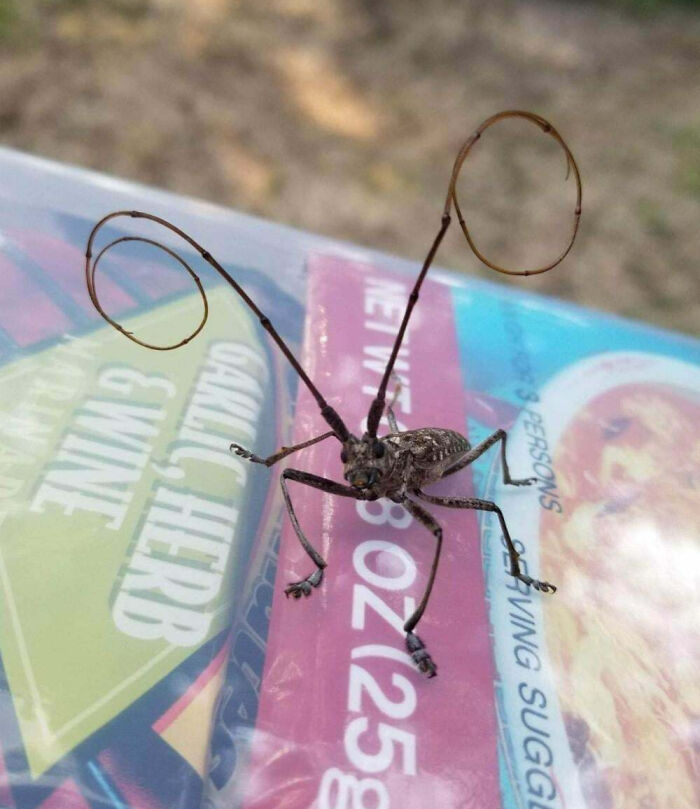 59 Fascinating Insects That Deserve More Appreciation And Less Fear